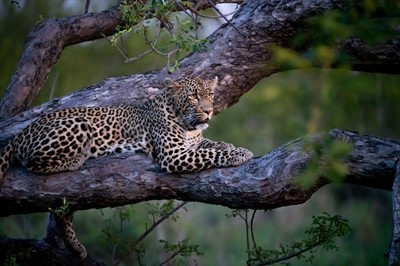Lot 20 - An Ultra-luxury Safari Experience for Three Nights for Eight Guests at Cheetah Plains