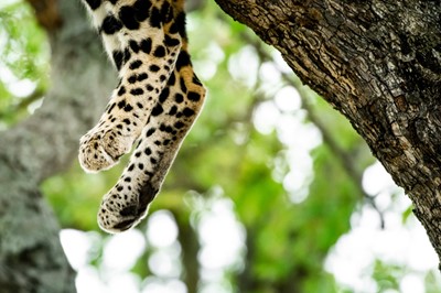 Lot 20 - An Ultra-luxury Safari Experience for Three Nights for Eight Guests at Cheetah Plains
