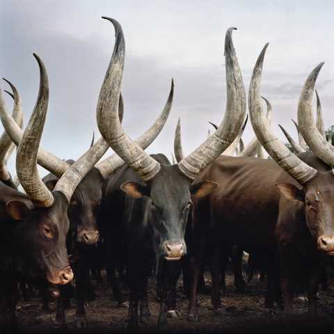 Lot 20 - Daniel Naudé (South Africa 1984-)