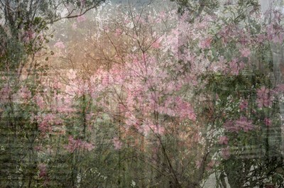 Lot 49 - Catherine Li (Mauritius 1968-)
