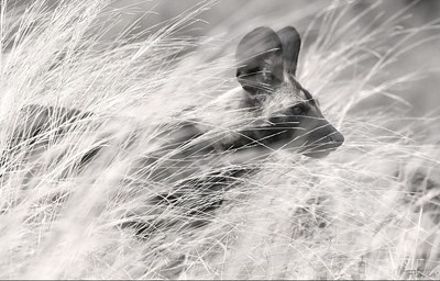 Lot 47 - Franci du Toit (South Africa 20th Century)